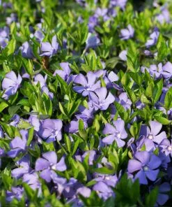 Fast Growing Trees Vinca Minor Periwinkle Vine See All Shrubs & Hedges