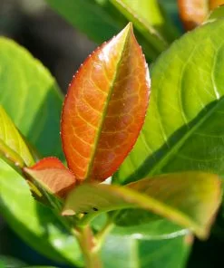 Fast Growing Trees Volcano Cherry Laurel