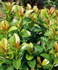 Fast Growing Trees Volcano Cherry Laurel 8 Fast Growing Trees Volcano Cherry Laurel