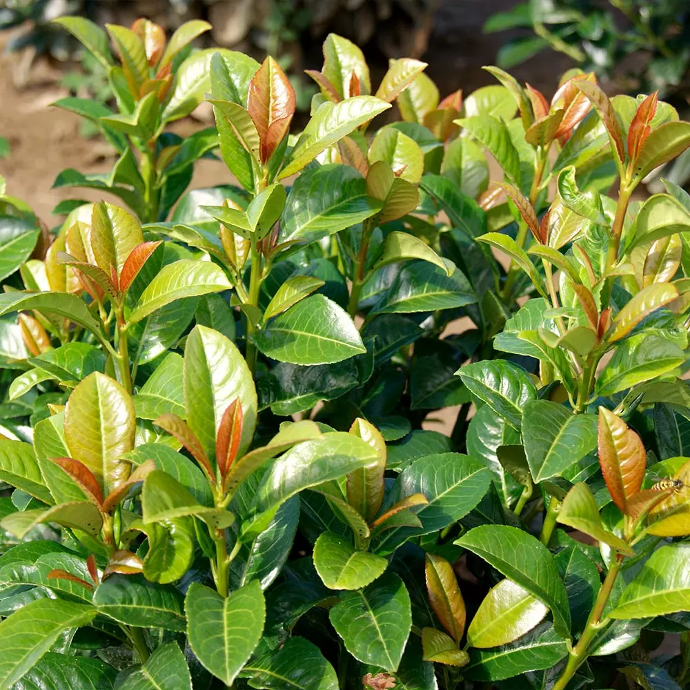 Fast Growing Trees Volcano Cherry Laurel 5 Fast Growing Trees Volcano Cherry Laurel