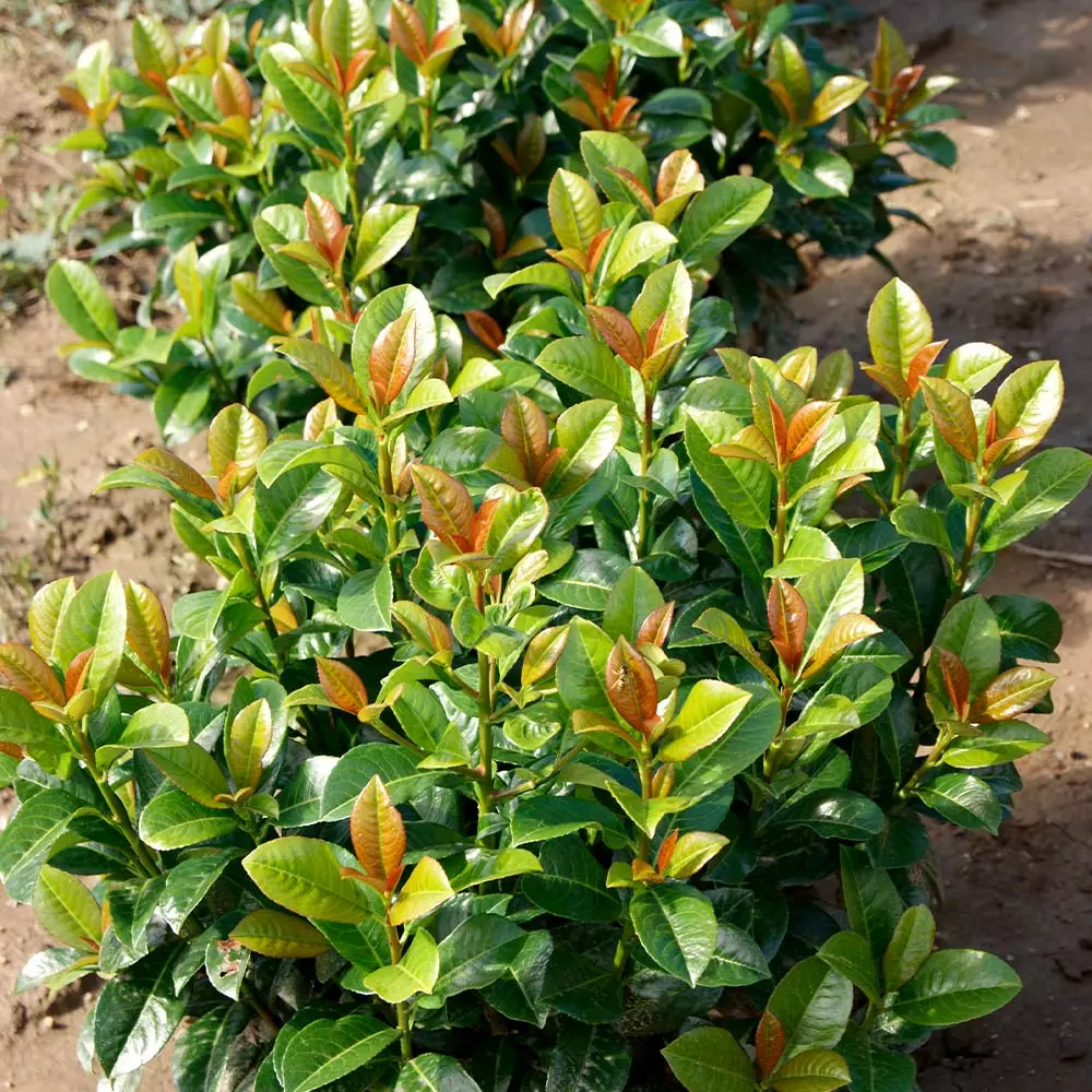 Fast Growing Trees Volcano Cherry Laurel 6 Fast Growing Trees Volcano Cherry Laurel
