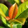 Fast Growing Trees Volcano Cherry Laurel 1 Fast Growing Trees Volcano Cherry Laurel