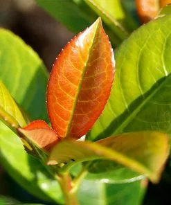 Fast Growing Trees Volcano Cherry Laurel