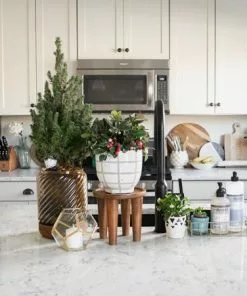 Fast Growing Trees Dwarf Alberta Spruce Gift Plant Spruce Trees 8 Fast Growing Trees Dwarf Alberta Spruce Gift Plant Spruce Trees