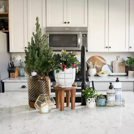 Fast Growing Trees Dwarf Alberta Spruce Gift Plant Spruce Trees 5 Fast Growing Trees Dwarf Alberta Spruce Gift Plant Spruce Trees