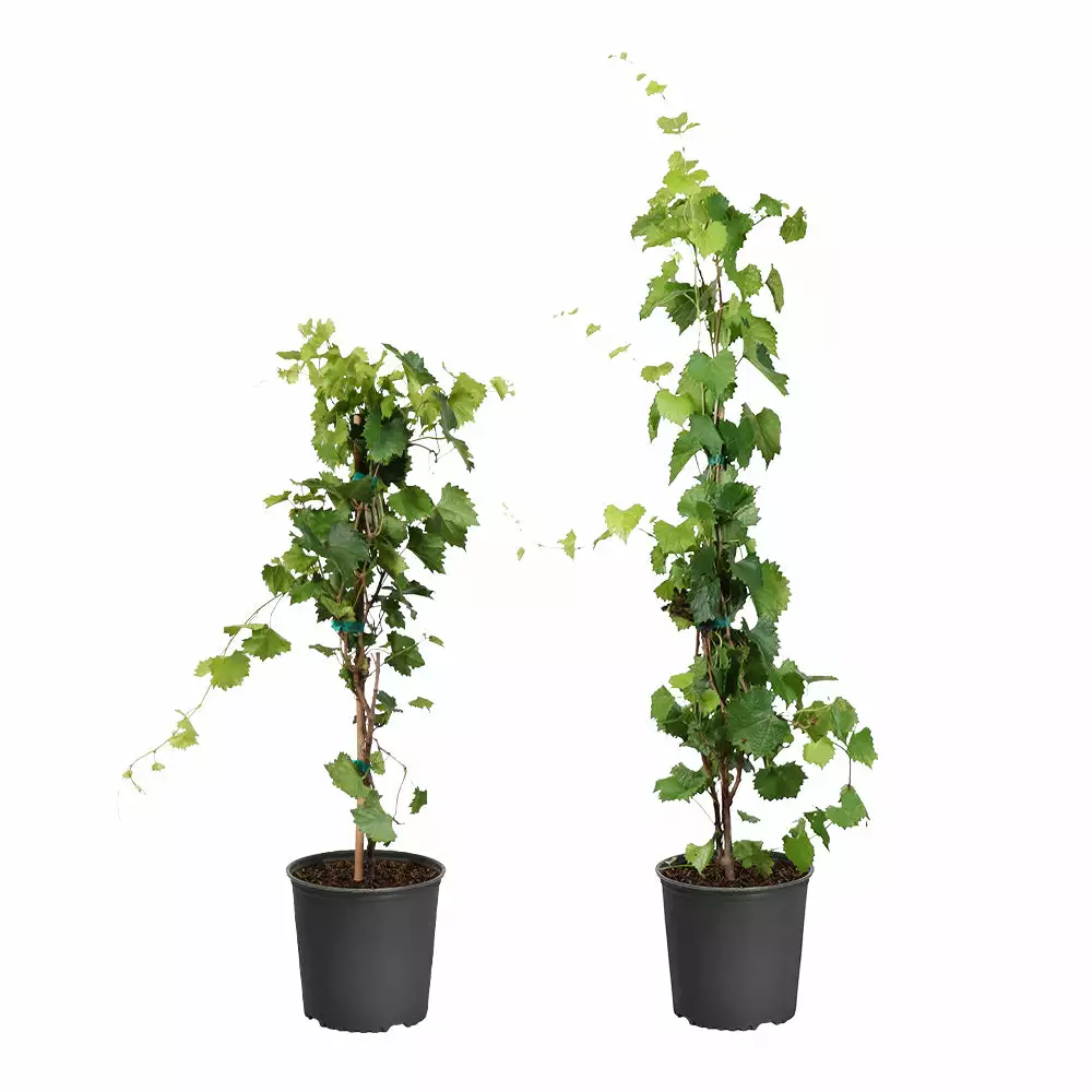 Fast Growing Trees Wine Lover's Kit 4 Fast Growing Trees Wine Lover's Kit