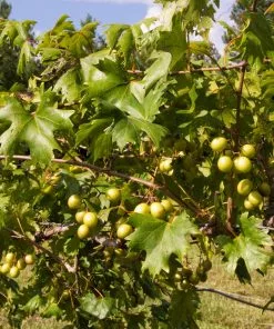 Fast Growing Trees Wine Lover's Kit 10 Fast Growing Trees Wine Lover's Kit