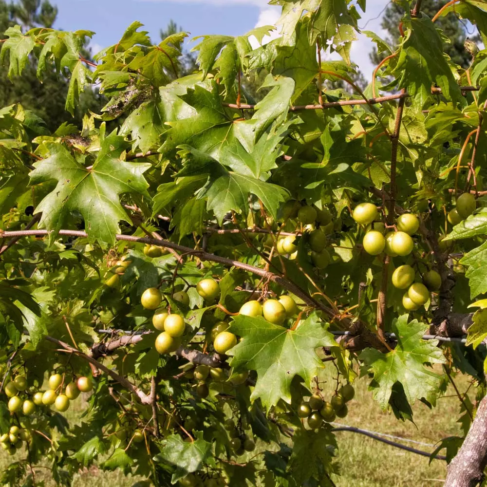 Fast Growing Trees Wine Lover's Kit 6 Fast Growing Trees Wine Lover's Kit
