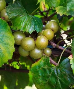 Fast Growing Trees Wine Lover's Kit 11 Fast Growing Trees Wine Lover's Kit