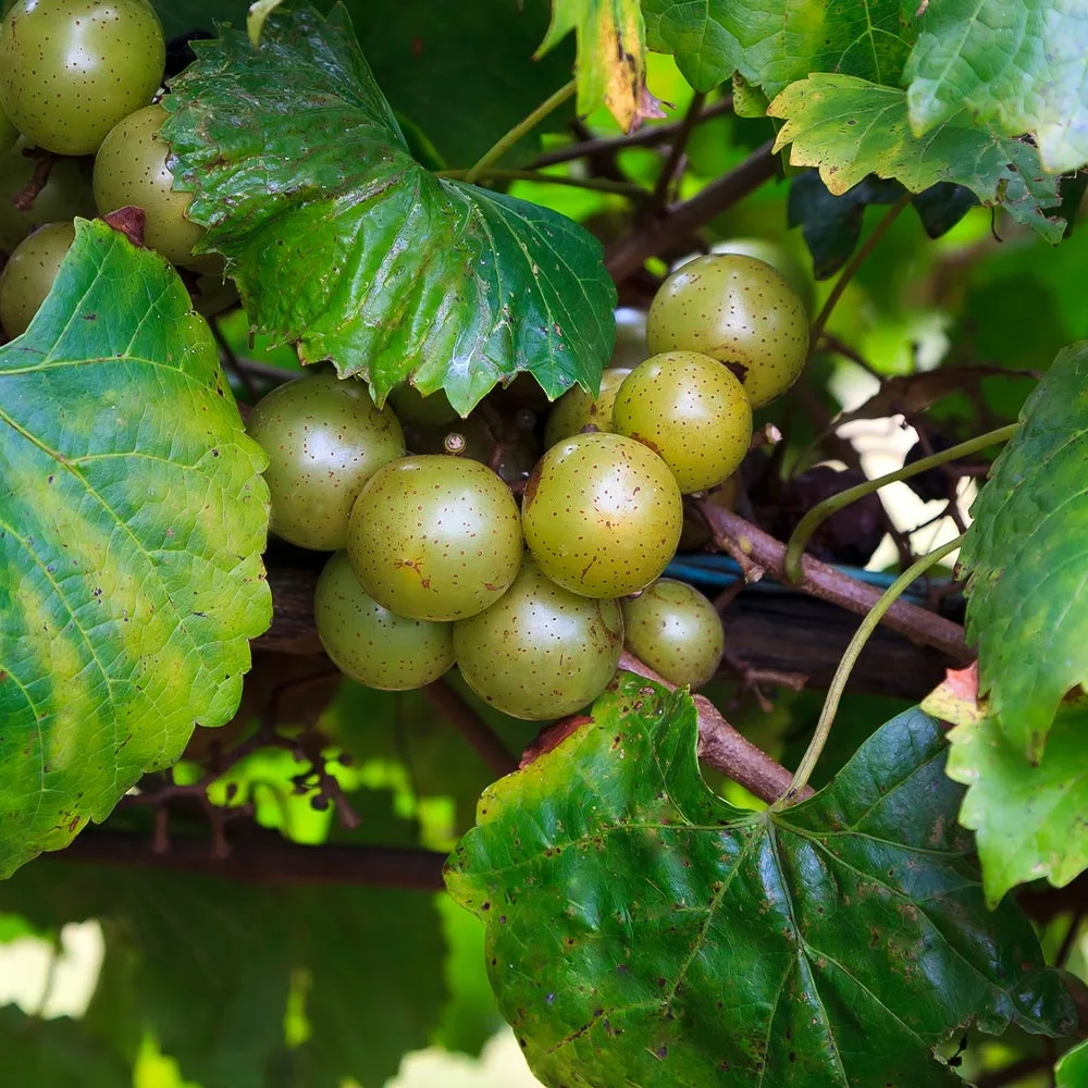 Fast Growing Trees Wine Lover's Kit 7 Fast Growing Trees Wine Lover's Kit