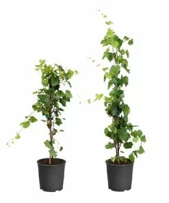 Fast Growing Trees Wine Lover's Kit