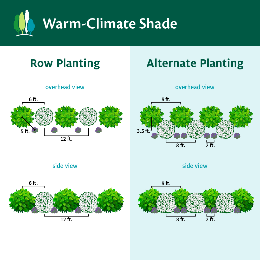 Fast Growing Trees Full Landscape Kits For Any Climate Warm-Climate Shade Garden Kit 5 Fast Growing Trees Full Landscape Kits For Any Climate Warm-Climate Shade Garden Kit