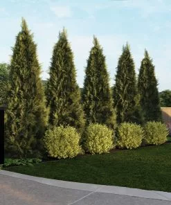 Fast Growing Trees See All House & Patio Warm-Climate Privacy Kit