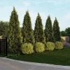 Fast Growing Trees See All House & Patio Warm-Climate Privacy Kit 2 Fast Growing Trees See All House & Patio Warm-Climate Privacy Kit