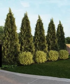 Fast Growing Trees See All House & Patio Warm-Climate Privacy Kit