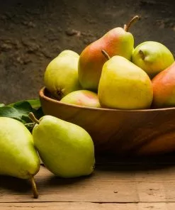 Fast Growing Trees Pear Trees Warren Pear Tree