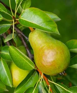 Fast Growing Trees Pear Trees Warren Pear Tree