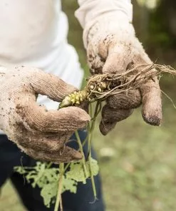 Fast Growing Trees Our Newest Arrivals Wasabi Plant 9 Fast Growing Trees Our Newest Arrivals Wasabi Plant