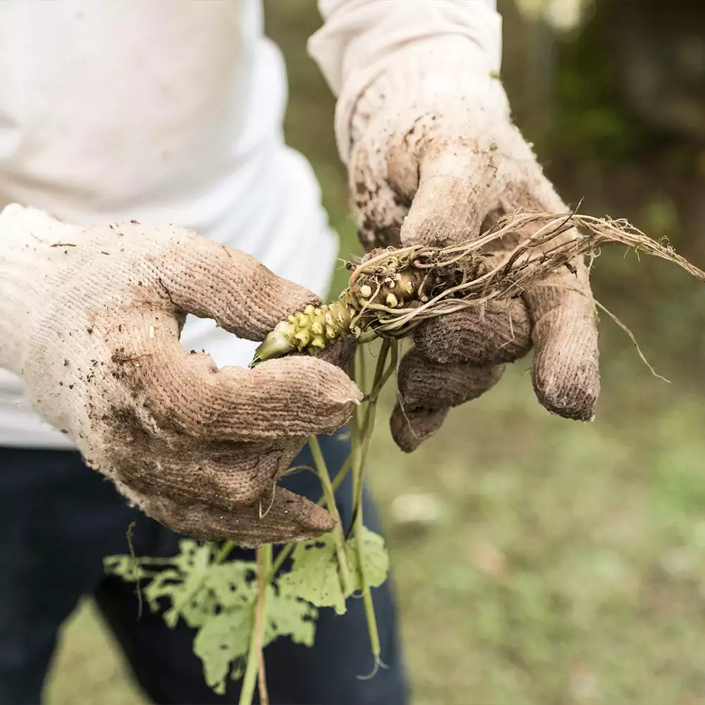 Fast Growing Trees Our Newest Arrivals Wasabi Plant 6 Fast Growing Trees Our Newest Arrivals Wasabi Plant