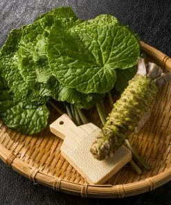 Fast Growing Trees Our Newest Arrivals Wasabi Plant 8 Fast Growing Trees Our Newest Arrivals Wasabi Plant