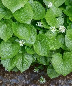 Fast Growing Trees Our Newest Arrivals Wasabi Plant