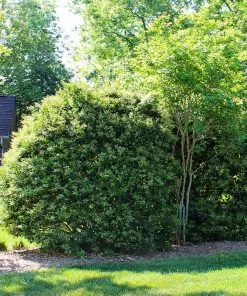 Fast Growing Trees Recurve Ligustrum Shrub (Ligustrum Recurvifolium) 9 Fast Growing Trees Recurve Ligustrum Shrub (Ligustrum Recurvifolium)