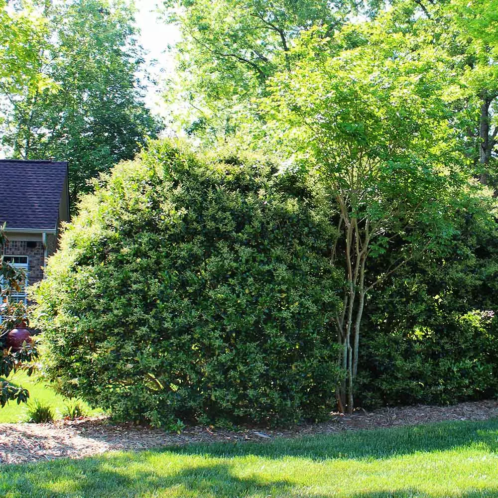 Fast Growing Trees Recurve Ligustrum Shrub (Ligustrum Recurvifolium) 5 Fast Growing Trees Recurve Ligustrum Shrub (Ligustrum Recurvifolium)