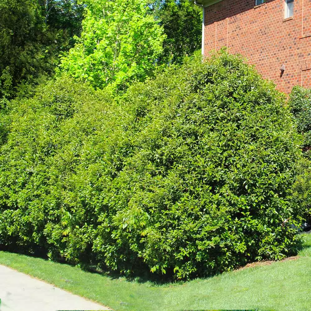 Fast Growing Trees Recurve Ligustrum Shrub (Ligustrum Recurvifolium) 4 Fast Growing Trees Recurve Ligustrum Shrub (Ligustrum Recurvifolium)