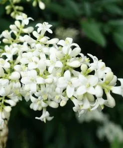 Fast Growing Trees Recurve Ligustrum Shrub (Ligustrum Recurvifolium) 10 Fast Growing Trees Recurve Ligustrum Shrub (Ligustrum Recurvifolium)