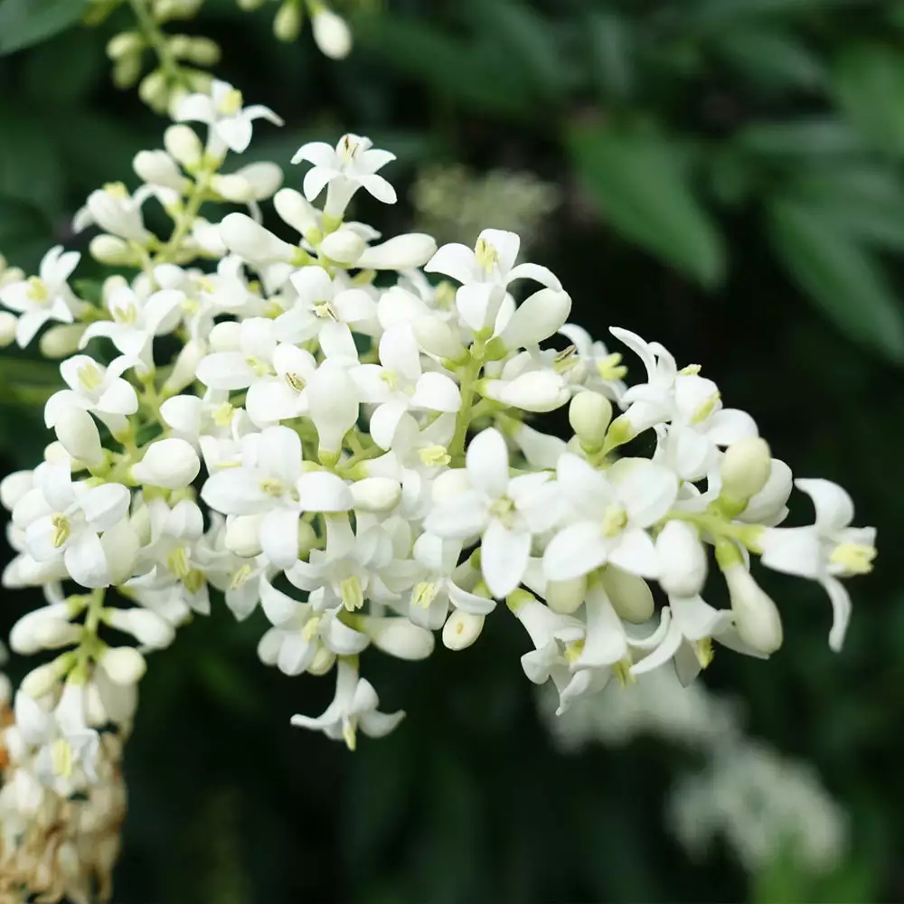 Fast Growing Trees Recurve Ligustrum Shrub (Ligustrum Recurvifolium) 6 Fast Growing Trees Recurve Ligustrum Shrub (Ligustrum Recurvifolium)