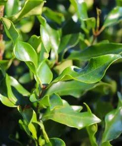 Fast Growing Trees Recurve Ligustrum Shrub (Ligustrum Recurvifolium) 11 Fast Growing Trees Recurve Ligustrum Shrub (Ligustrum Recurvifolium)