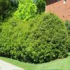 Fast Growing Trees Recurve Ligustrum Shrub (Ligustrum Recurvifolium) 2 Fast Growing Trees Recurve Ligustrum Shrub (Ligustrum Recurvifolium)