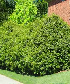 Fast Growing Trees Recurve Ligustrum Shrub (Ligustrum Recurvifolium)