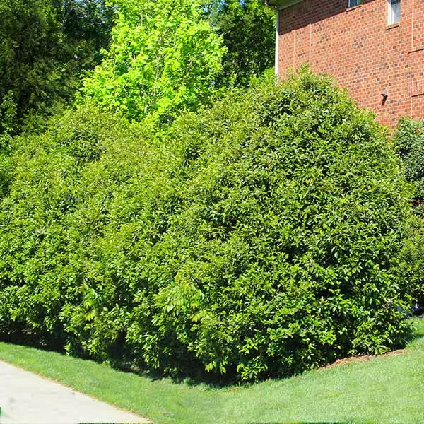 Fast Growing Trees Recurve Ligustrum Shrub (Ligustrum Recurvifolium) 3 Fast Growing Trees Recurve Ligustrum Shrub (Ligustrum Recurvifolium)