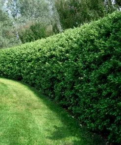 Fast Growing Trees See All Shrubs & Hedges Waxleaf Privet Hedge 10 Fast Growing Trees See All Shrubs & Hedges Waxleaf Privet Hedge
