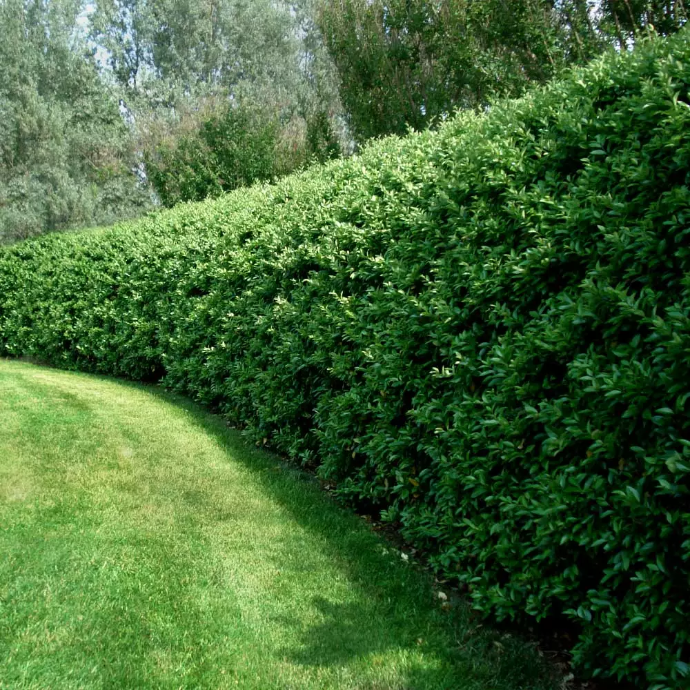Fast Growing Trees See All Shrubs & Hedges Waxleaf Privet Hedge 5 Fast Growing Trees See All Shrubs & Hedges Waxleaf Privet Hedge
