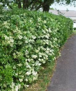 Fast Growing Trees See All Shrubs & Hedges Waxleaf Privet Hedge