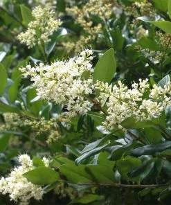 Fast Growing Trees See All Shrubs & Hedges Waxleaf Privet Hedge 12 Fast Growing Trees See All Shrubs & Hedges Waxleaf Privet Hedge