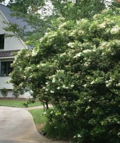 Fast Growing Trees See All Shrubs & Hedges Waxleaf Privet Hedge 11 Fast Growing Trees See All Shrubs & Hedges Waxleaf Privet Hedge