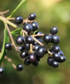 Fast Growing Trees See All Shrubs & Hedges Waxleaf Privet Hedge 13 Fast Growing Trees See All Shrubs & Hedges Waxleaf Privet Hedge