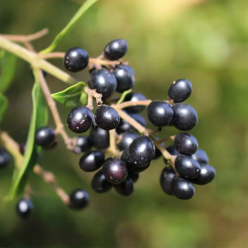 Fast Growing Trees See All Shrubs & Hedges Waxleaf Privet Hedge 8 Fast Growing Trees See All Shrubs & Hedges Waxleaf Privet Hedge