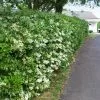 Fast Growing Trees See All Shrubs & Hedges Waxleaf Privet Hedge 1 Fast Growing Trees See All Shrubs & Hedges Waxleaf Privet Hedge