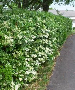 Fast Growing Trees See All Shrubs & Hedges Waxleaf Privet Hedge