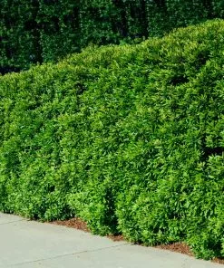 Fast Growing Trees Wax Myrtle Tree See All Shade Trees