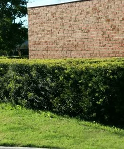 Fast Growing Trees Wax Myrtle Tree See All Shade Trees 11 Fast Growing Trees Wax Myrtle Tree See All Shade Trees