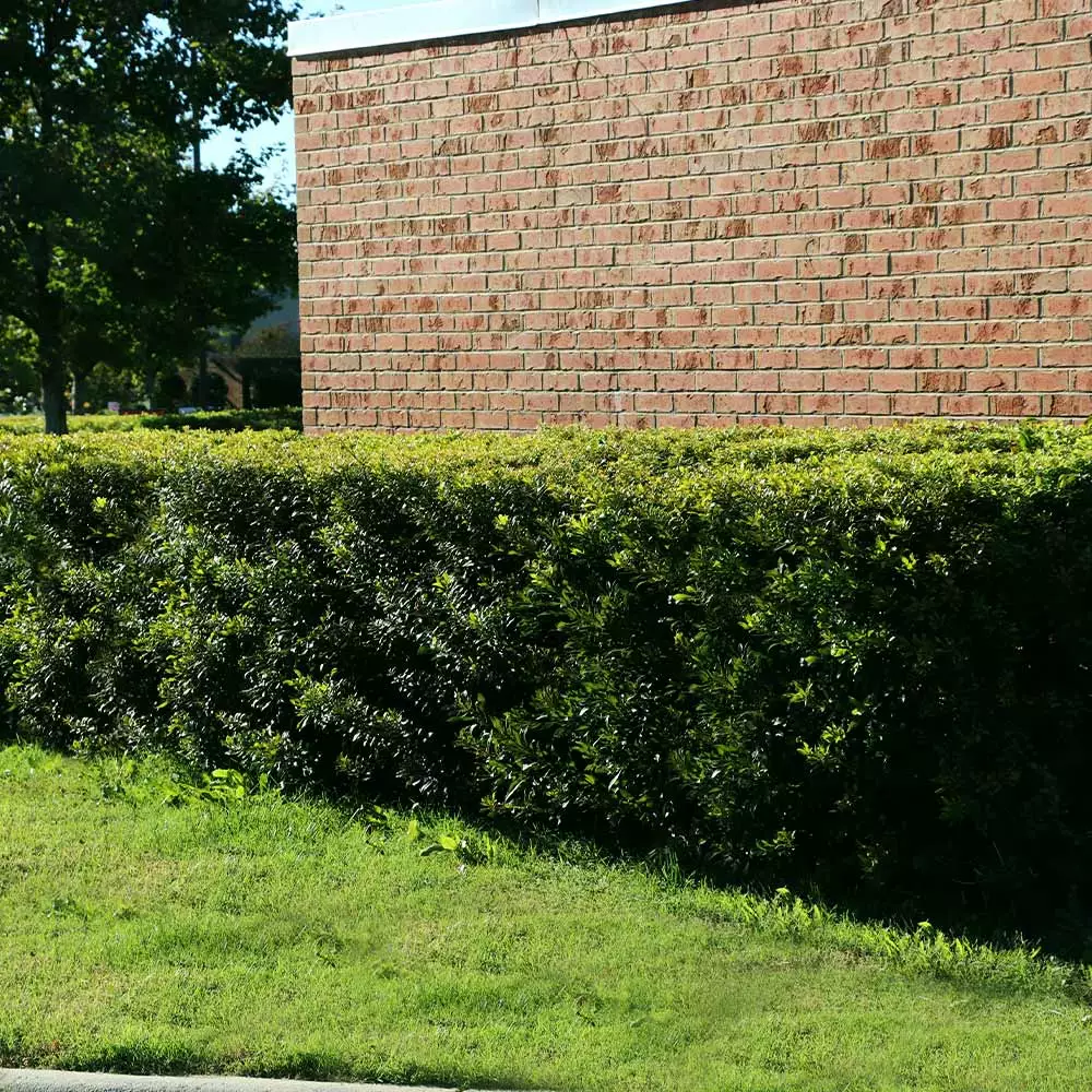 Fast Growing Trees Wax Myrtle Tree See All Shade Trees 6 Fast Growing Trees Wax Myrtle Tree See All Shade Trees