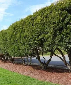 Fast Growing Trees Wax Myrtle Tree See All Shade Trees 10 Fast Growing Trees Wax Myrtle Tree See All Shade Trees