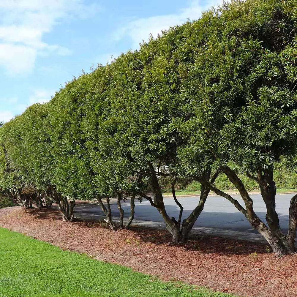 Fast Growing Trees Wax Myrtle Tree See All Shade Trees 5 Fast Growing Trees Wax Myrtle Tree See All Shade Trees