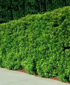 Fast Growing Trees Wax Myrtle Tree See All Shade Trees