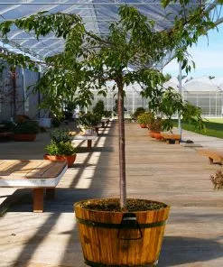 Fast Growing Trees Weeping Extraordinaire™ Cherry Tree 11 Fast Growing Trees Weeping Extraordinaire™ Cherry Tree